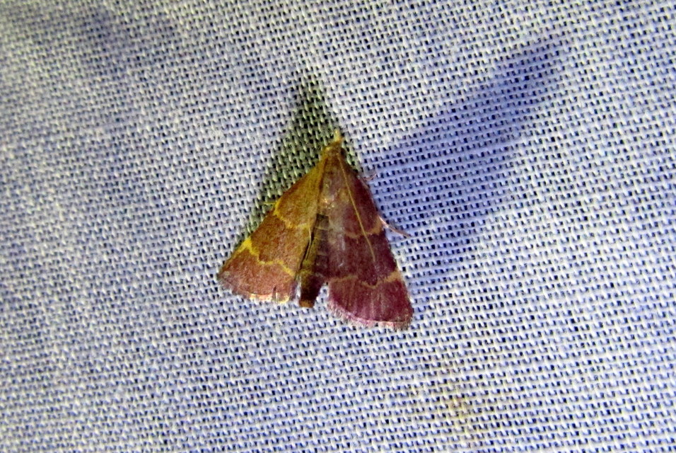 Hypsopygia rubidalis - vörös fényilonca