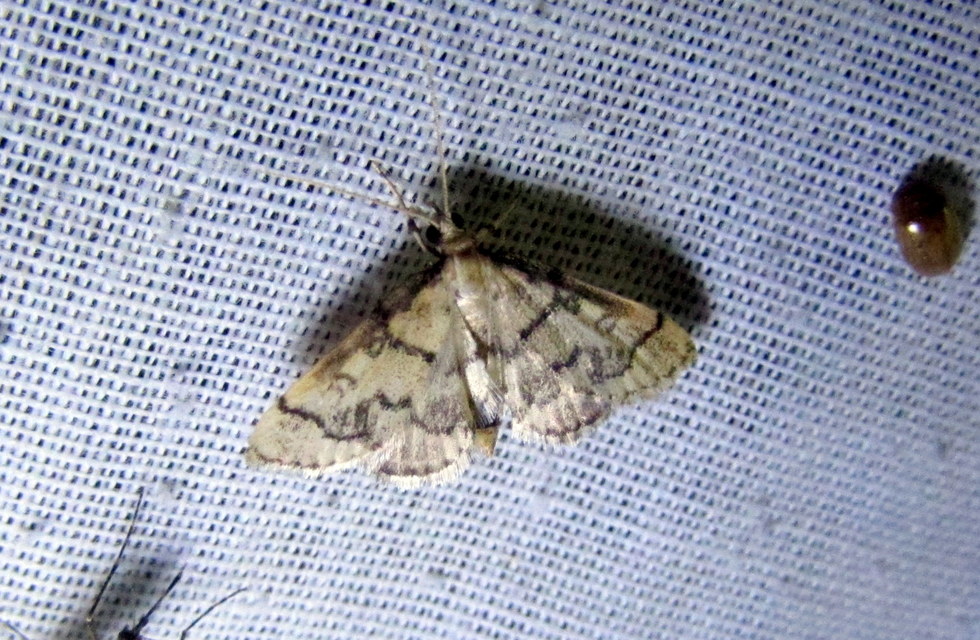 Metasia ophialis - kígyósávos tűzmoly