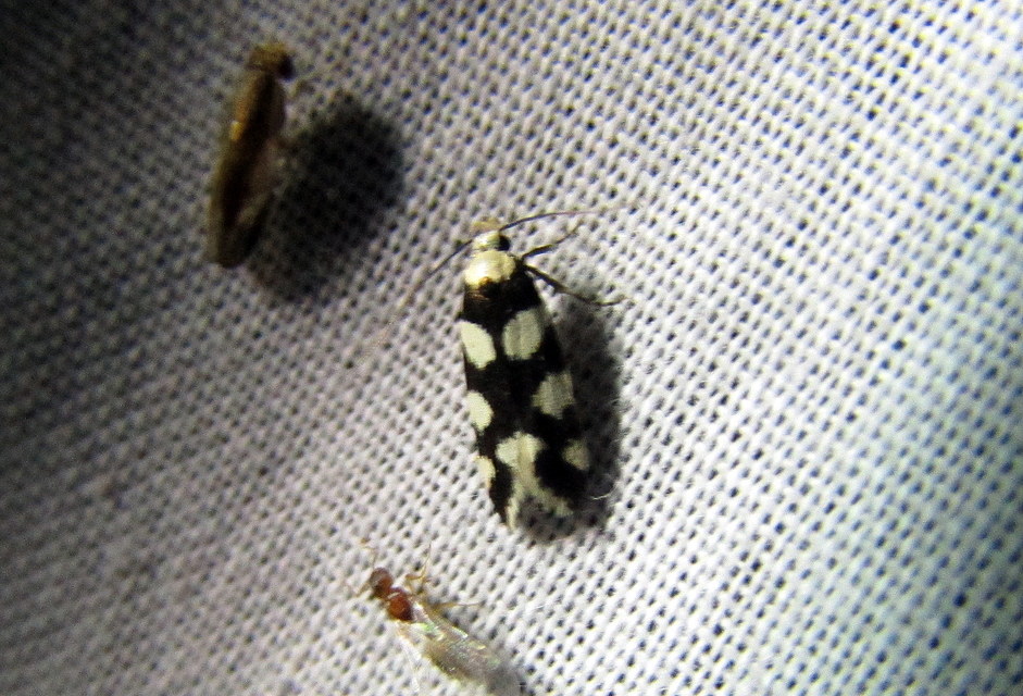 Pseudotelphusa tessella - sóskafamoly