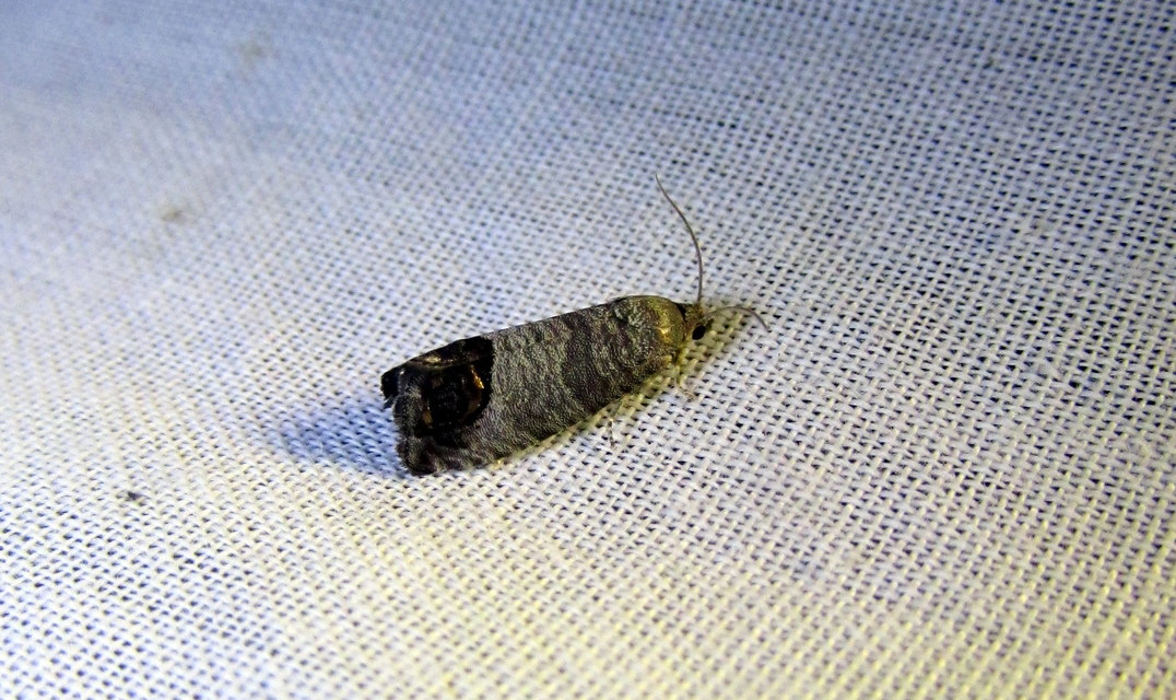Cydia pomonella - almamoly