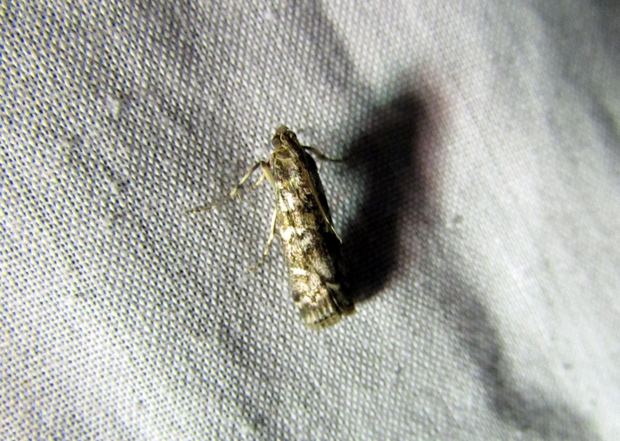 Dioryctria
