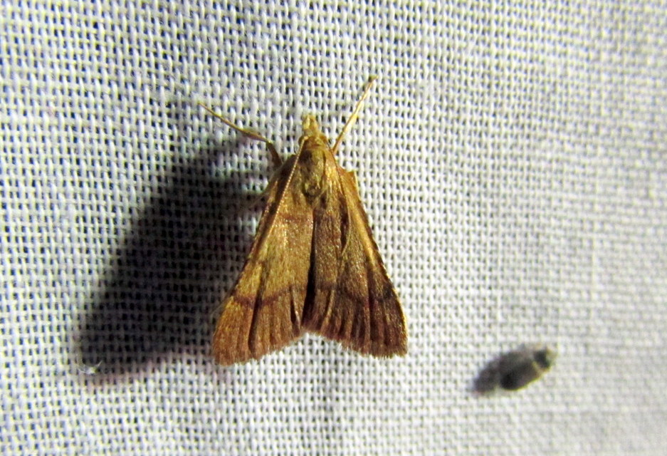 Stemmatophora honestalis - karsztlakó fényilonca