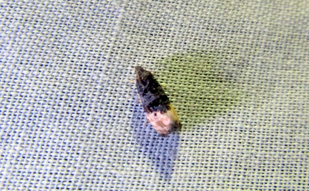 Metendothenia atropunctana - pettyes tükrösmoly