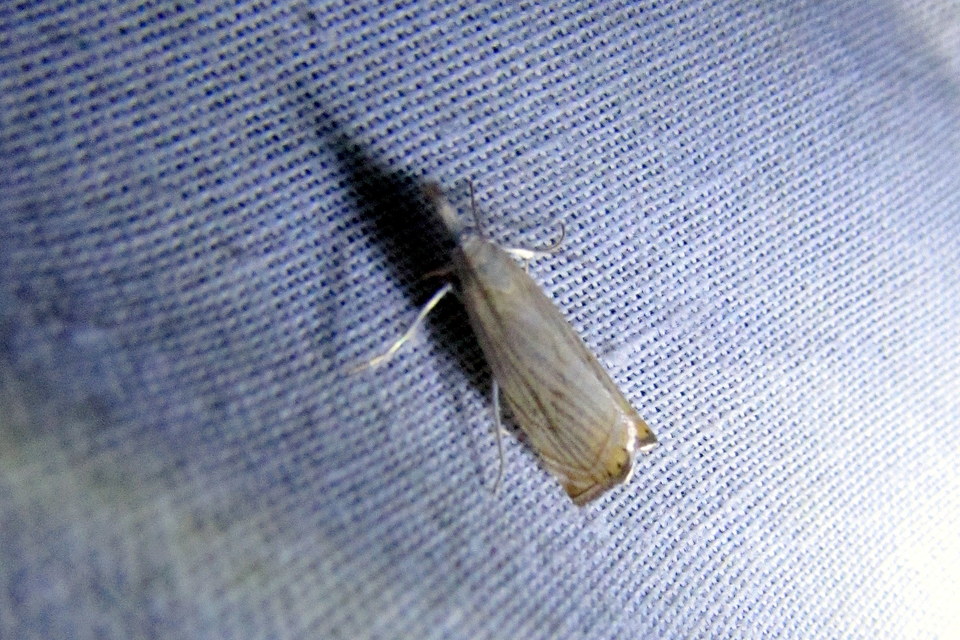 Chrysoteuchia culmella - kerti fűgyökérmoly