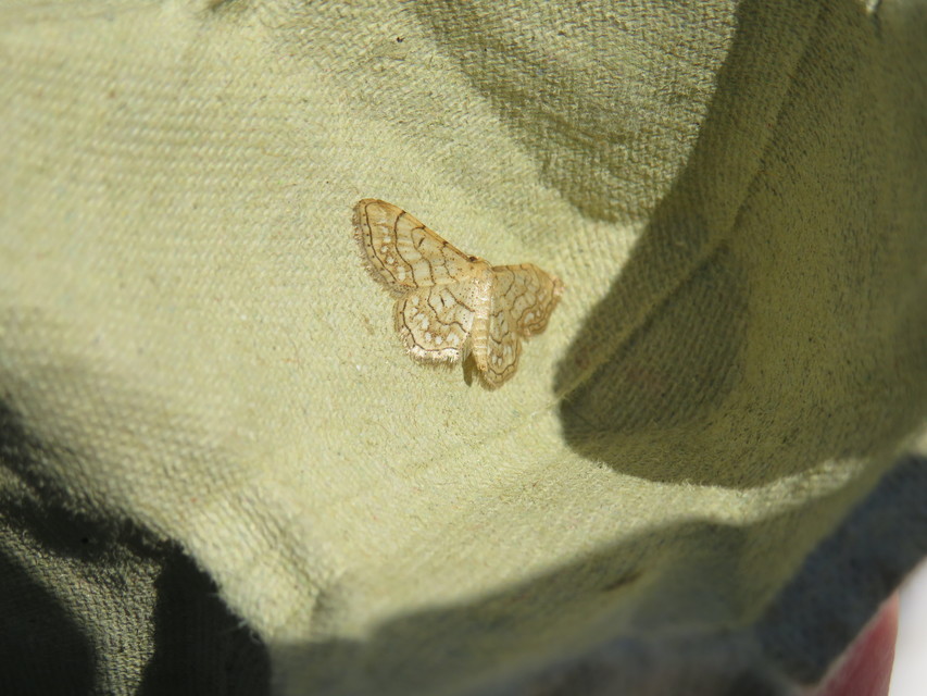 Idaea moniliata - gyöngyös apróaraszoló