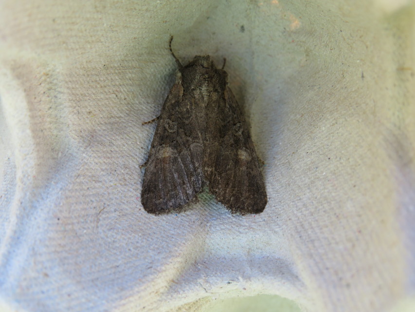 Lacanobia amurensis - homoki kertibagoly
