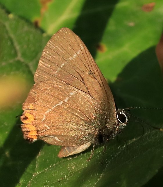 Satyrium w-album - szilfa-csücsköslepke