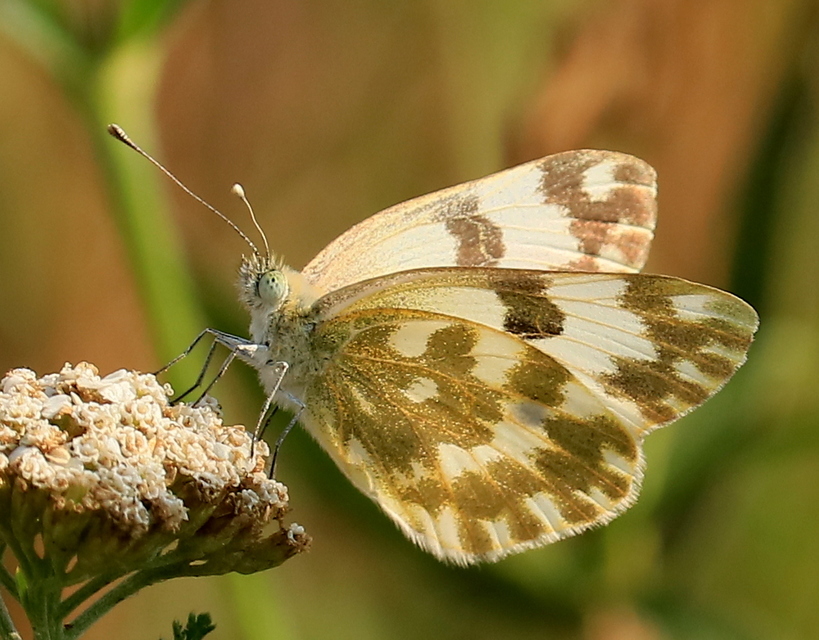 Pontia edusa - rezedalepke