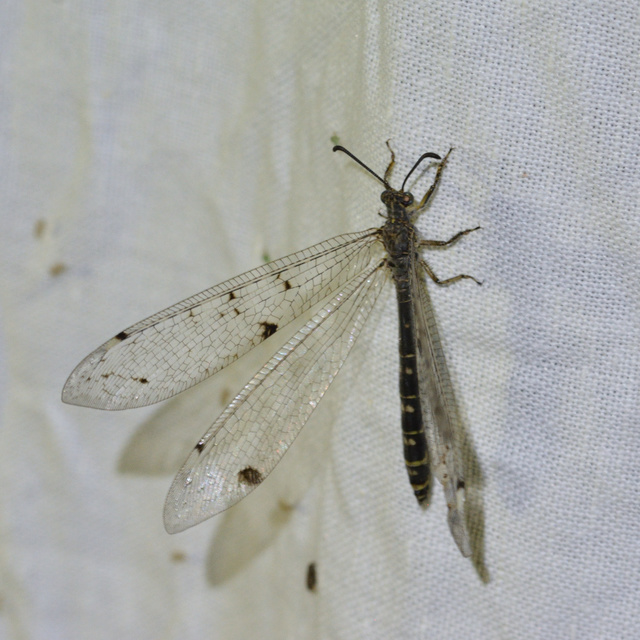 Distoleon tetragrammicus - négyfoltos hangyaleső