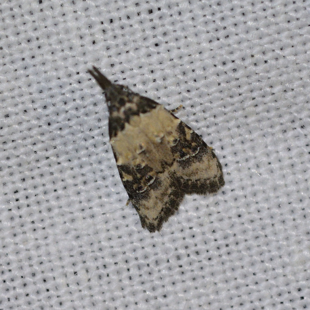 Carposina scirrhosella - közönséges csipkebogyómoly