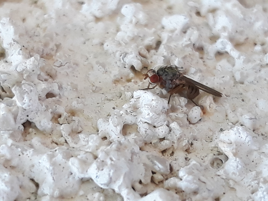 Pseudolyciella