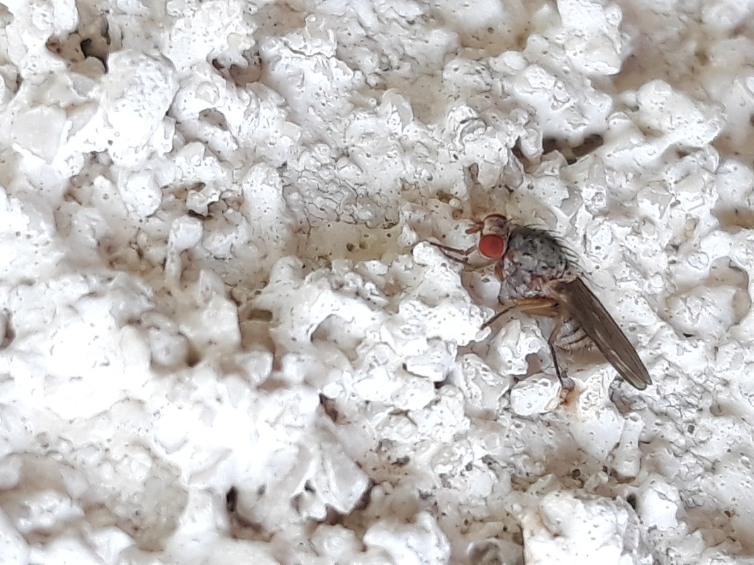 Pseudolyciella