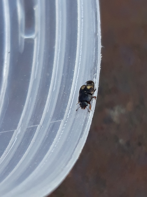 Carpophilus hemipterus - kétszínű gyümölcsfénybogár Carpophilus hemipterus - kétszínű gyümölcsfénybogár