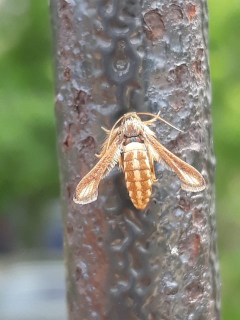 Microsphecia brosiformis - folyófűszitkár