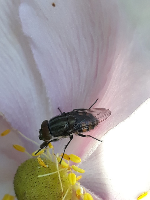 Stomorhina lunata - sáskaparazita légy