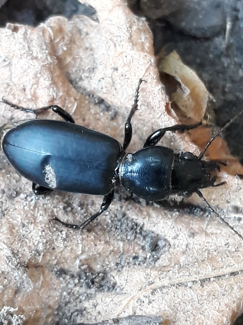 Broscus cephalotes - busafutó