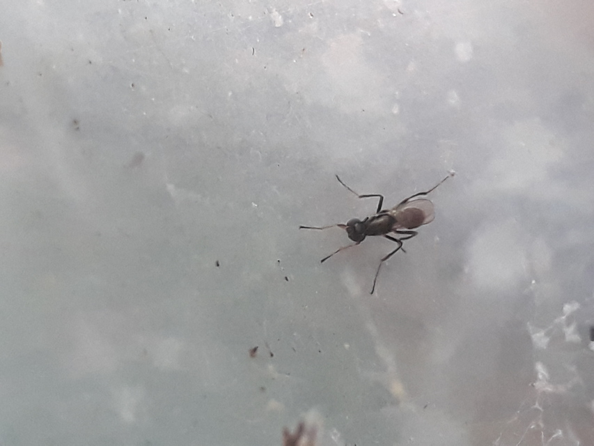 Sepsidae - billegetőlégyfélék
