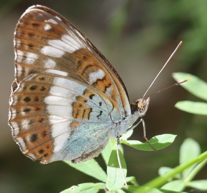 Limenitis camilla - kis lonclepke