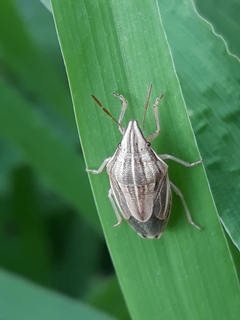Aelia acuminata - közönséges szipolypoloska Aelia acuminata - közönséges szipolypoloska
