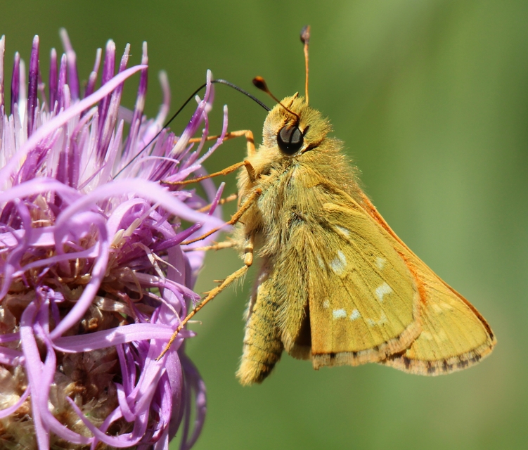 Hesperia comma - vesszős busalepke