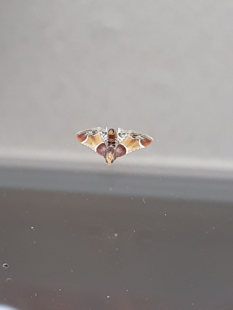 Pyralis farinalis - lisztilonca