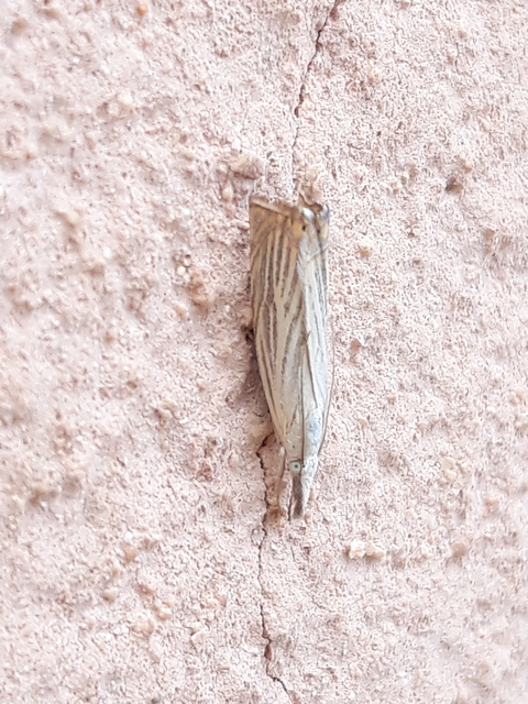 Chrysoteuchia culmella - kerti fűgyökérmoly