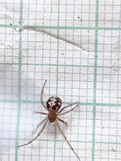Steatoda triangulosa - háromszöges faggyúpók