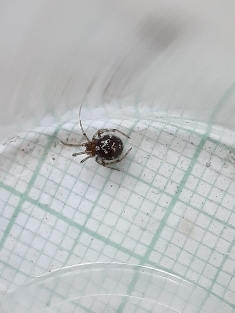 Steatoda triangulosa - háromszöges faggyúpók