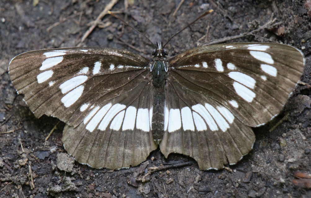 Neptis rivularis - nagy fehérsávoslepke