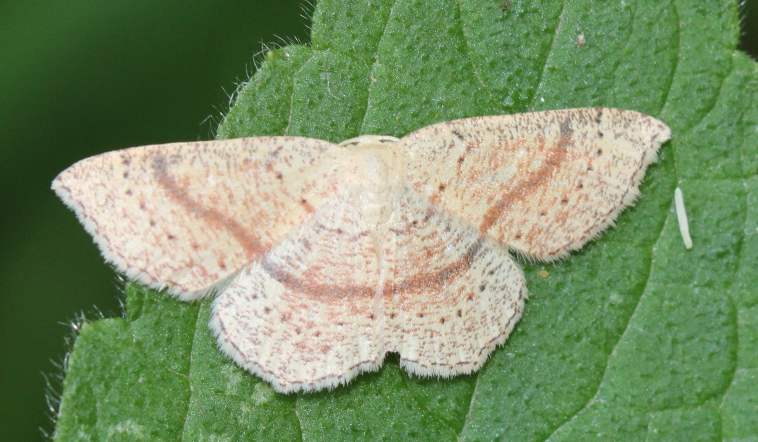 Cyclophora quercimontaria - tölgy-pettyesaraszoló