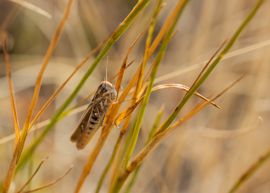 Stenobothrus lineatus - jajgató rétisáska