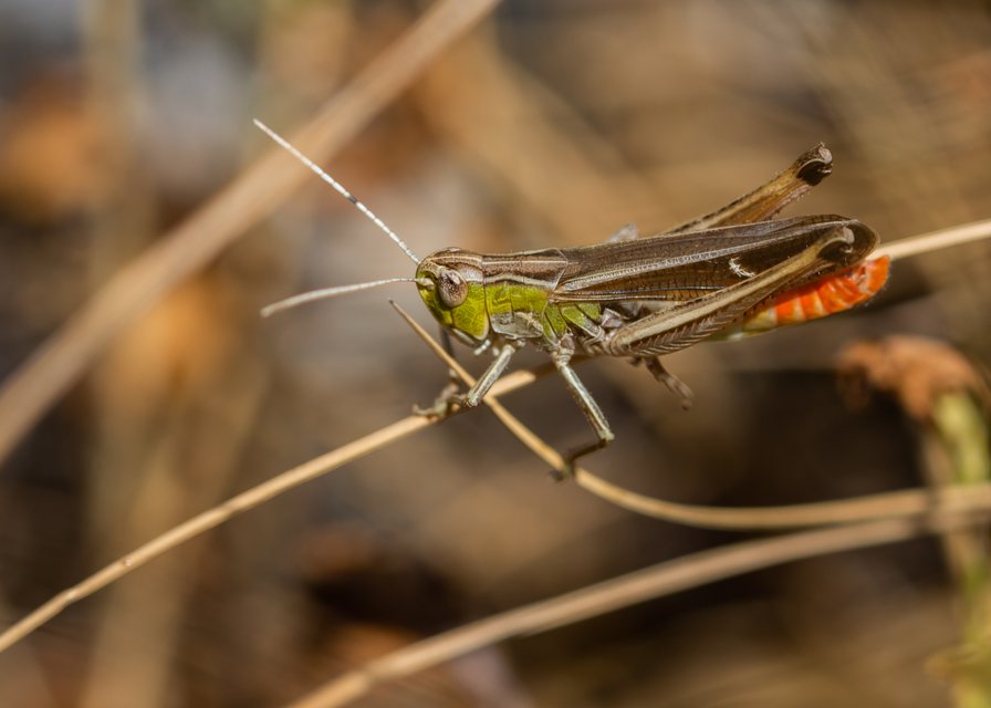 Stenobothrus lineatus - jajgató rétisáska