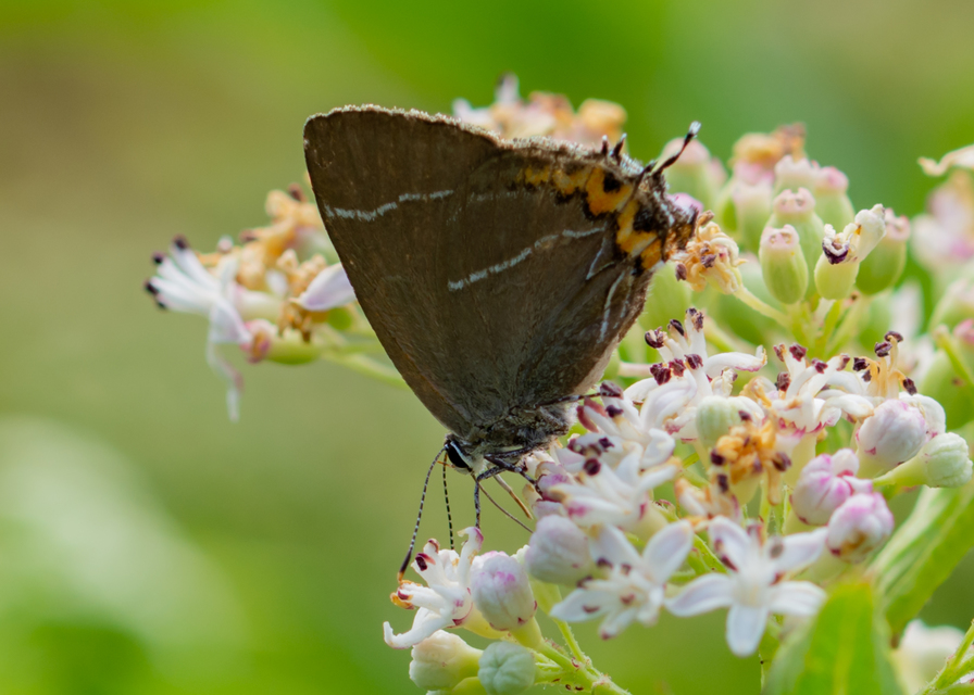 Satyrium w-album - szilfa-csücsköslepke