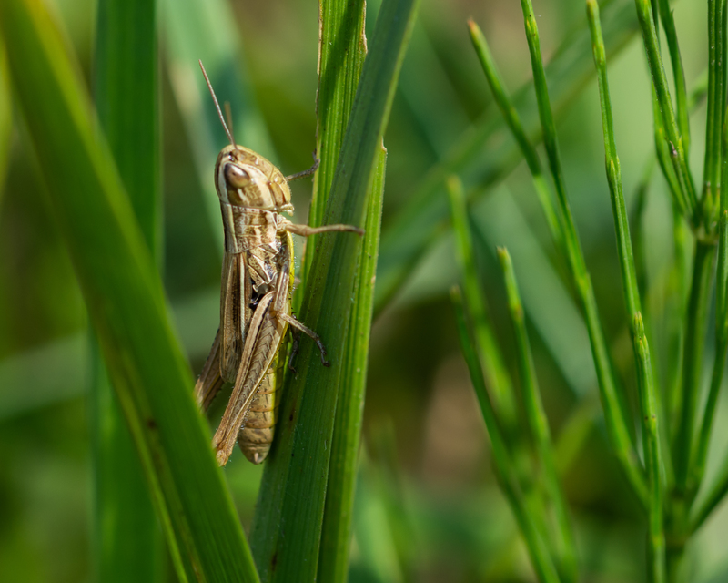 Euchorthippus declivus - rövidszárnyú rétisáska