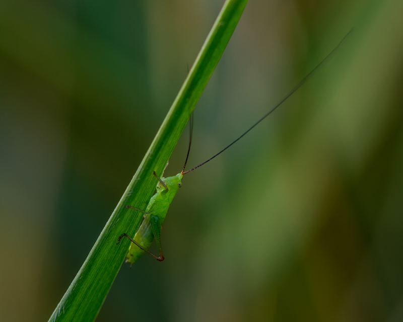 Conocephalus fuscus - kis kúpfejűszöcske