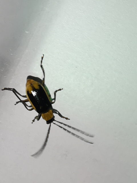 Diabrotica virgifera - amerikai kukoricabogár