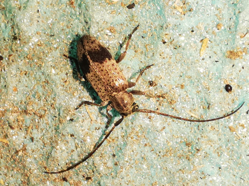Exocentrus punctipennis - szilfa-rőzsecincér