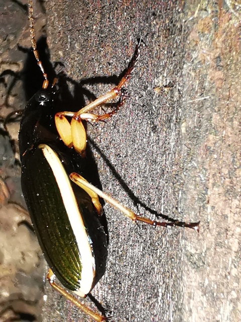 Chlaenius spoliatus - csupasz bűzfutó