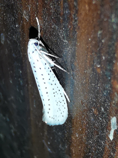 Yponomeuta evonymella - pókhálós májusfamoly