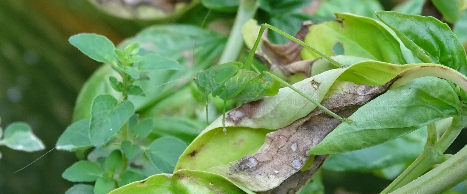 Phaneroptera nana - pontozott repülőszöcske