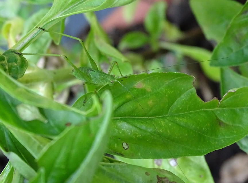 Phaneroptera nana - pontozott repülőszöcske