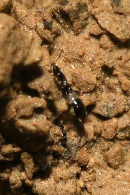 Thysanoptera - Tripszek