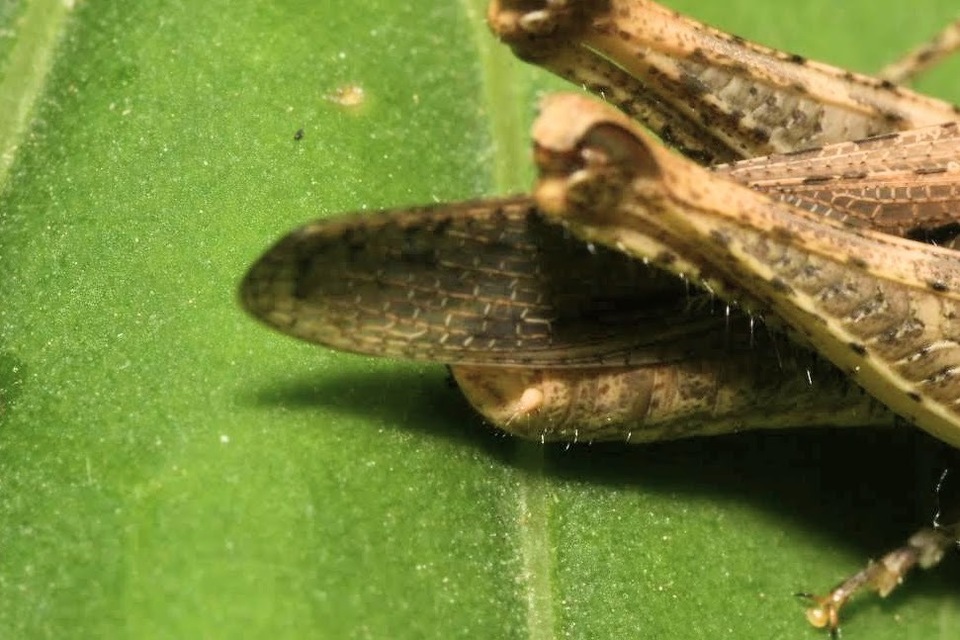 Chorthippus brunneus - közönséges tarlósáska