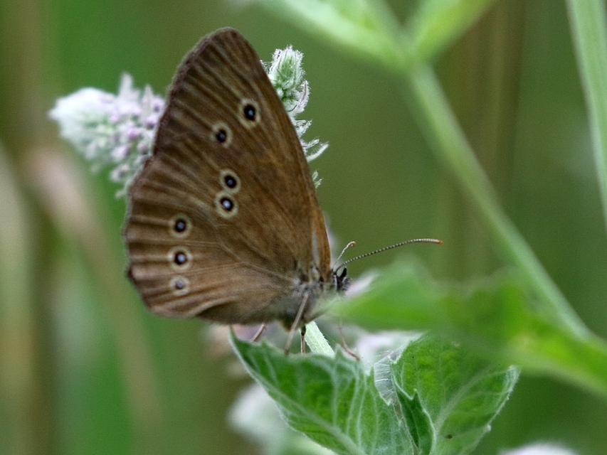 Aphantopus hyperanthus - közönséges ökörszemlepke
