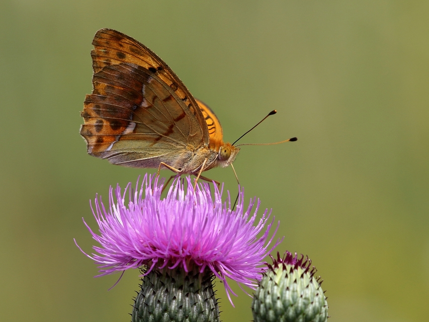 Argynnis laodice - keleti gyöngyházlepke