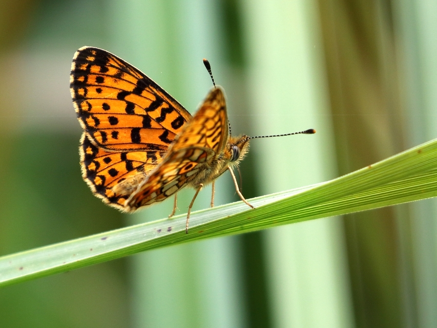 Boloria selene - fakó gyöngyházlepke