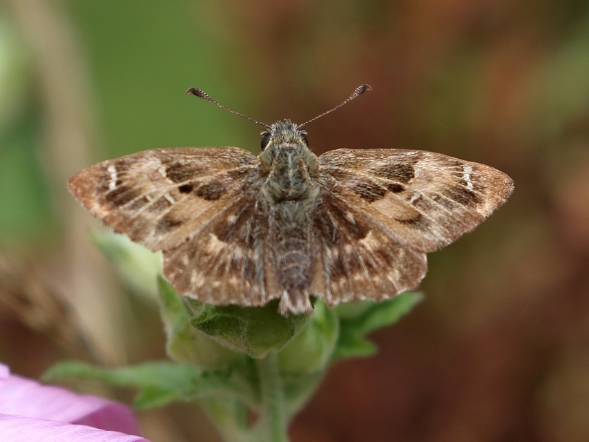 Carcharodus alceae - mályva-busalepke