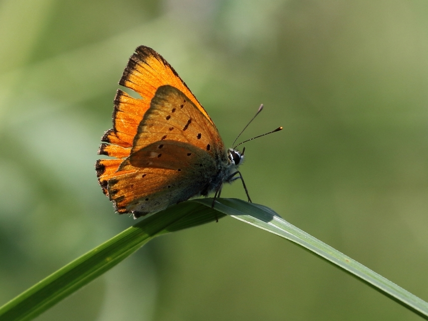 Lycaena virgaureae - arany-tűzlepke