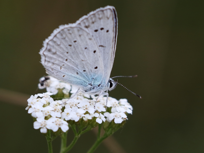 Polyommatus daphnis - csipkés boglárka
