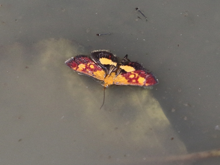 Pyrausta falcatalis - hegyi bíbormoly Pyrausta falcatalis - hegyi bíbormoly
